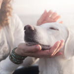 Un chien se faisant caresser par sa maîtresse
