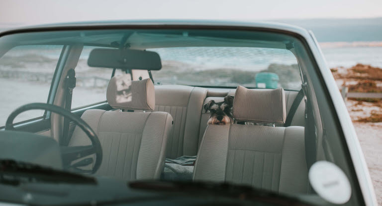 Chien dans une voiture près de la lmer