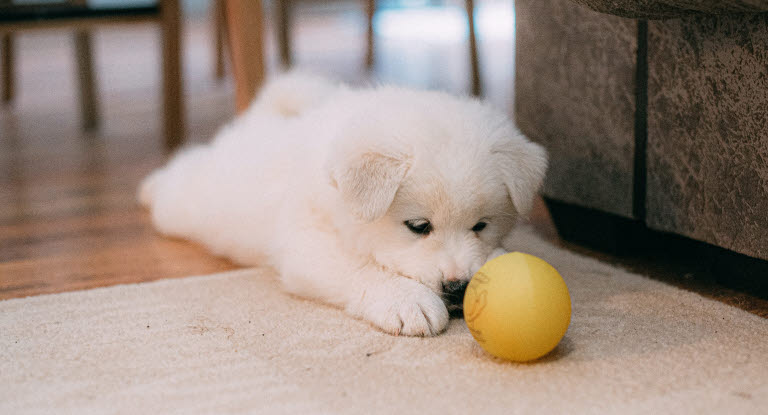 Chiot jouant avec sa balle