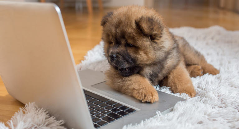 chiot sur un tapis avec la patte sur l'ordinateur