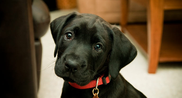 Chiot noir arrivant dans sa nouvelle maison