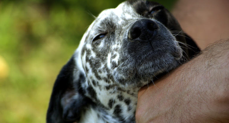 Chien se faisant caresser