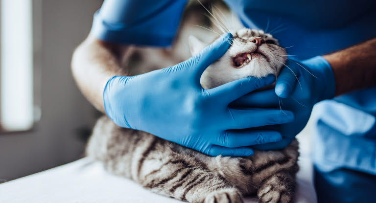 Un vétérinaire examine les dents d'un chat.