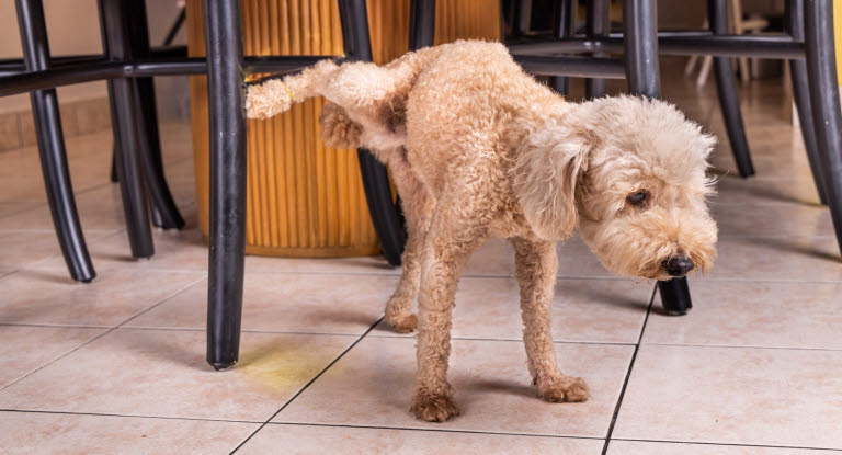 Chien qui fait pipi sur une chaise à l'intérieur