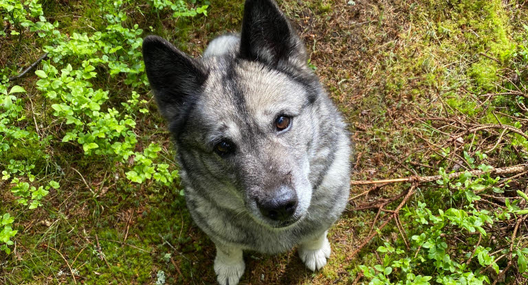 Chien vue du dessus en forêt