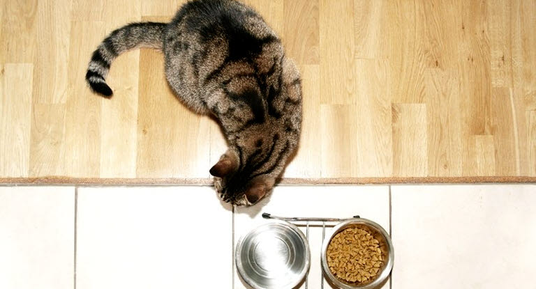 Chat près des ses gamelles