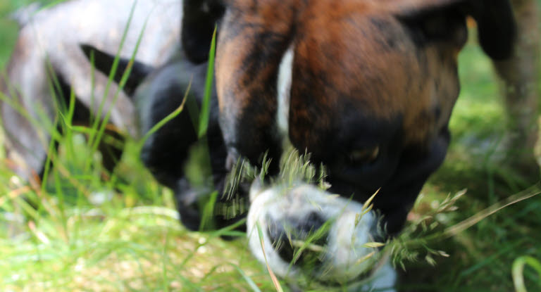 Chiens Boxers mangent de l'herbe