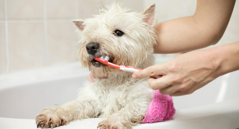 Une femme brossant les dents de son chien