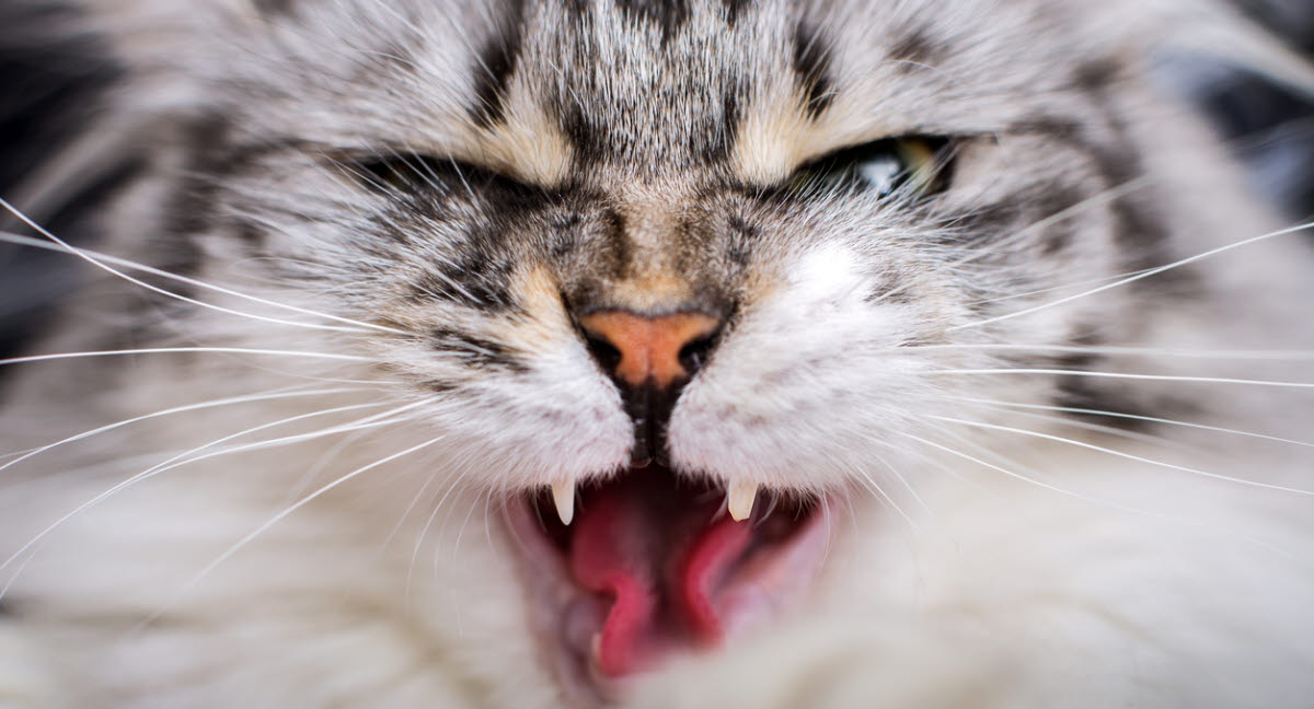 Dents Du Chat Defaut De Mineralisation Agria Assurance Pour Animaux