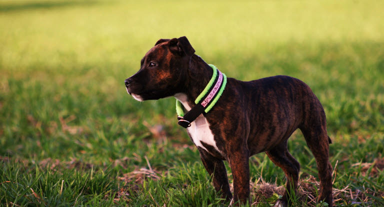 Race de chien Staffie