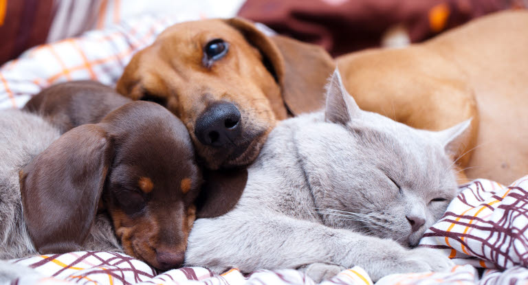 2 chiens et 1 chat dorment ensemble