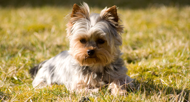 Un chiot Yorshire couché dans l'herbe