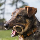 Chien avec un os à moëlle dans la gueule