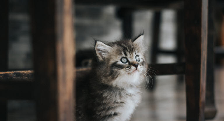 Chaton sous une chaise