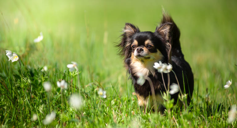 chien dans l'herbe entouré de fleurs