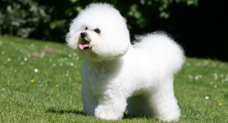Bichon Frisé