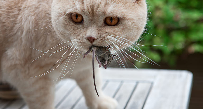 chat avec une souris dans la gueule