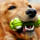 Golden retriever avec un jouet dans la gueule