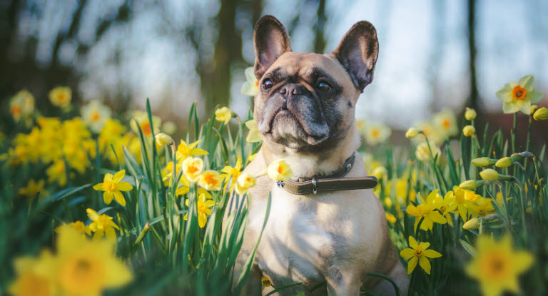 Chien Bouledogue Français