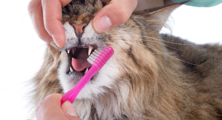 Maine Coon se faisant brosser les dents