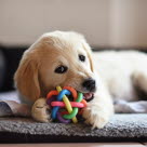 Un chiot sur une couverture en train de mordiller un jouet