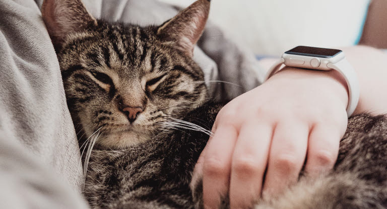 Un chat blotti dans les bras de son maître