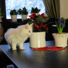 chat blanc près d'un poinsettia et d'une Jacinthe