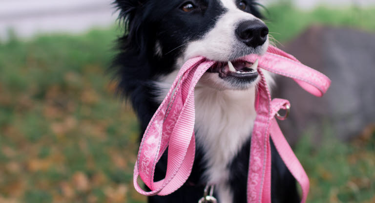 Border Collie avec une laisse rose