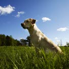 Un chien en pleine forme en plein air