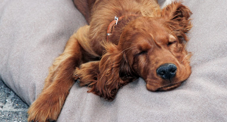 Chienne allongée sur une couverture