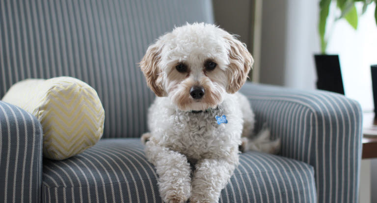 Petit chien blanc couché sur un fauteuil gris à rayures