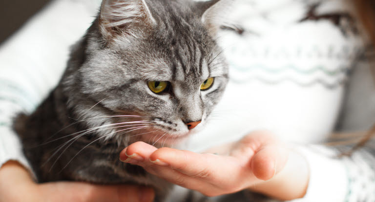 Le chat reçoit un comprimé de cortisone de sa maîtresse.