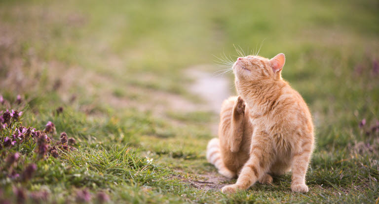 Un chat qui se gratte sur la pelouse du jardin