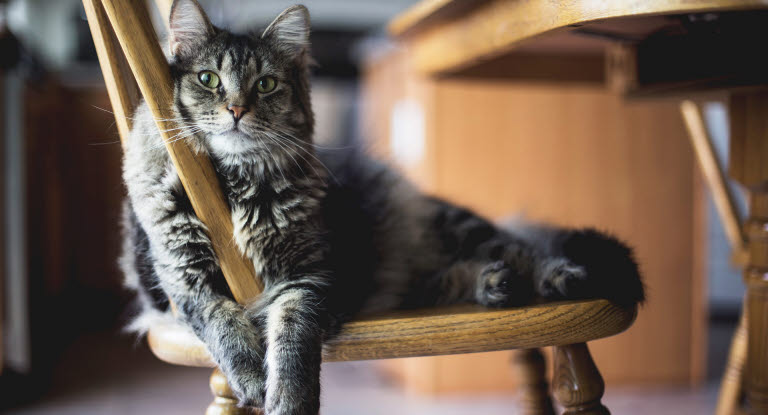 Chat couché sur une chaise