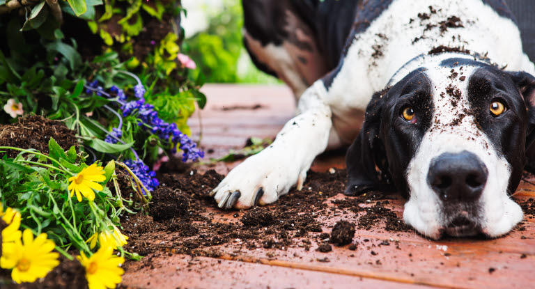 Un chien allongé avec de la terre sur lui et à côté. Les bacs de fleurs sont renversés