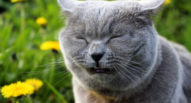 Chat gris éternuant dans l’herbe