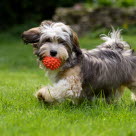 chien avec un balle