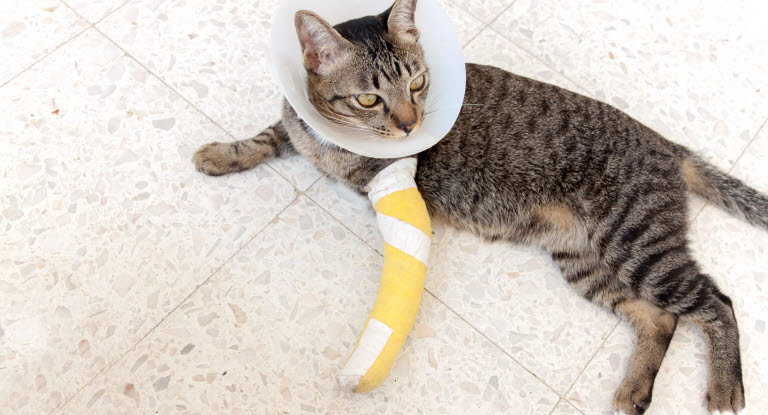 chat avec un plâtre sur la patte