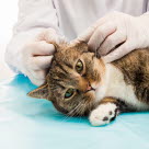 Un vétérinaire examinant l'oreille d'un chat