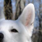 Tête d'un chien avec les oreilles dressées