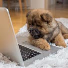 chiot sur un tapis avec la patte sur l'ordinateur