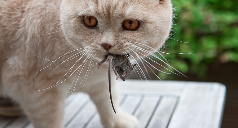 Le Chat Et La Chasse Agria Assurance Pour Animaux