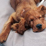 Chienne allongée sur une couverture