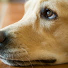 Un chien regardant vers le haut l'air triste