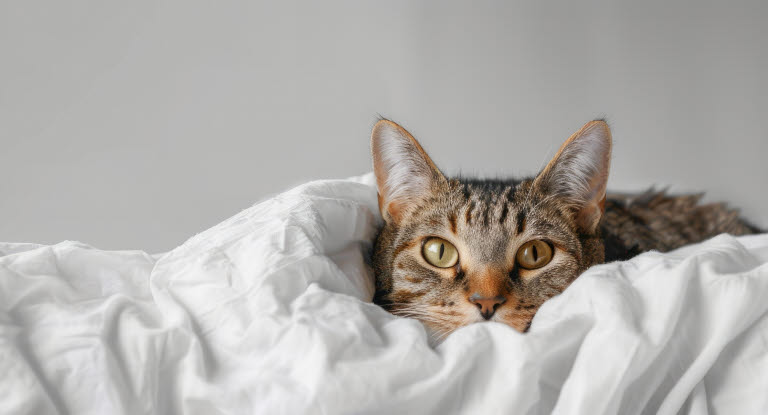 Chat Mau Egyptien sur un lit