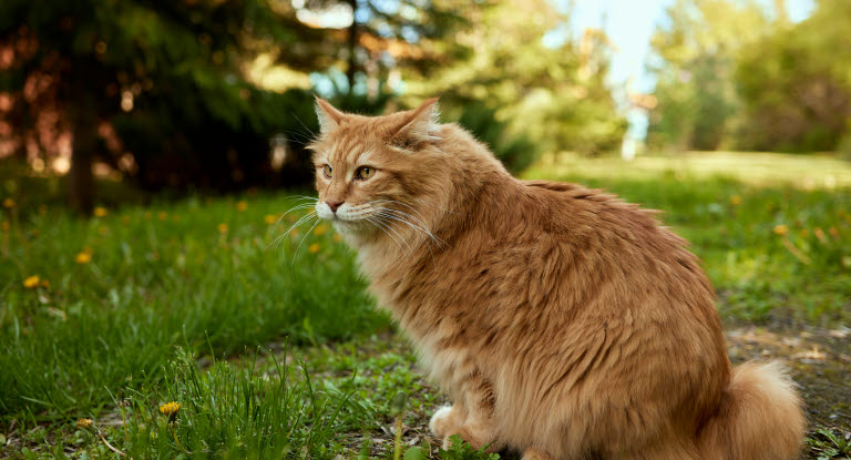 Chat American Bobtail