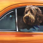 Chien à la fenêtre d'une voitrue