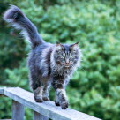 Maine Coon marche sur le rebord