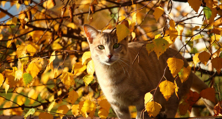Chat dans un arbre entouré de feuilles jaunes