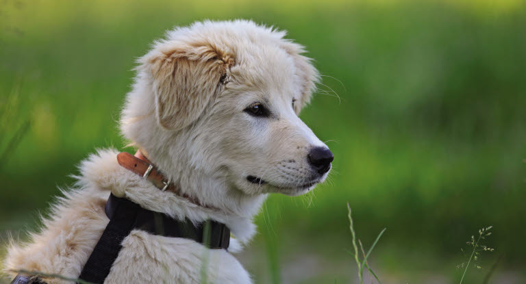 Un chien portant un harnais regardant l'horizon